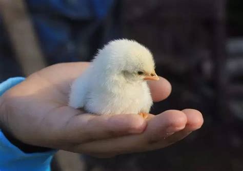 鳥快死了怎麼辦